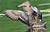 Udupi gets a rare winged visitors, northern shoveller